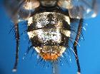 lypha ruficauda_addome