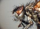 macquartia grisea_capo (M)