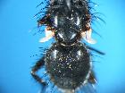 macquartia praefica_calittre inferiori