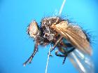macquartia pubiceps_habitus
