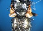 macquartia tenebricosa_calittre inferiori