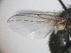 melisoneura leucoptera_ala
