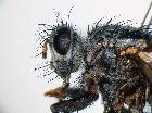microcerophina planifacies_capo (holotype)