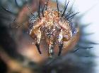 microcerophina planifacies_complesso epandriale (holotype addome)