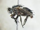 microcerophina planifacies_habitus (holotype)