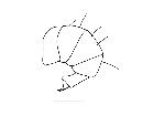 microsoma exiguum_addome (F) laterale scala 1mm