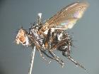 microsoma exiguum_habitus (F)