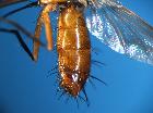 mintho compressa_addome (ventro-laterale)