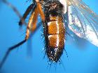 mintho rufiventris_addome (ventro-laterale)