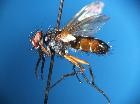 mintho rufiventris_habitus