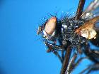 minthodes picta_capo (M)