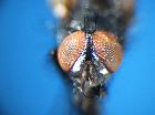 minthodes picta_capo frontale (M