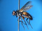 minthodes picta_habitus (F)