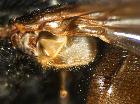 nemoraea pellucida_calittra inferiore