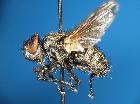 opesia cana_habitus