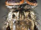 opesia cana_scuto (bande scure)