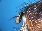 opesia cana_setole frontali