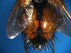 peleteria abdominalis_addoma2