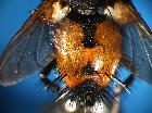 peleteria abdominalis_addome3