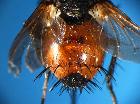 peleteria abdominalis_addomeF