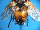 peleteria abdominalis_addomeM