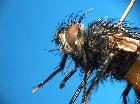 peleteria abdominalis_capo