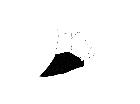 peleteria abdominalis_complesso epandriale (M) laterale sinistra 0,5mm