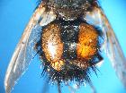 peleteria meridionalis_addome