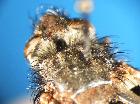 peleteria meridionalis_bande scuto (2)