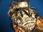 peleteria meridionalis_bande scuto