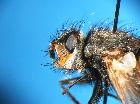peleteria meridionalis_capo
