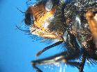 peleteria meridionalis_palpi
