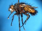 peleteria popelii_habitus