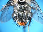 peleteria ruficornis_addome