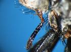 peleteria ruficornis_app boccale