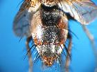 peleteria sphyricera_addome