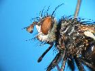 peleteria sphyricera_capo