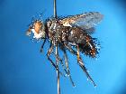 peleteria sphyricera_habitus