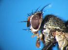 peribaea apicalis_capo