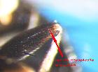 peribaea apicalis_femore medio