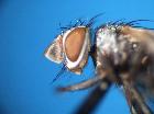 peribaea discicornis_capo
