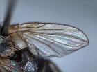peribaea longirostris_ala (holotype)