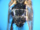 peribaea setinervis_addome