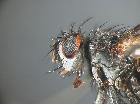 periscepsia carbonaria_capo (M)