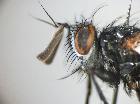 periscepsia handlirschi_habitus