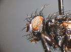 petagnia subpetiolata_capo (M)