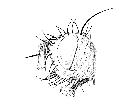 peteina erinaceus_capo (M) laterale scala 1mm