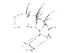 phania funesta_addome (F) laterale scala 1mm