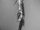 phania thoracica_tibia posteriore sx