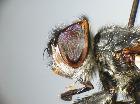phasia aurigera_capo (M)